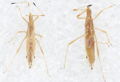 Berytinus signoreti